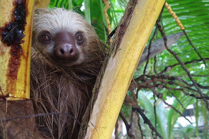 Sloth love palm trees too :)